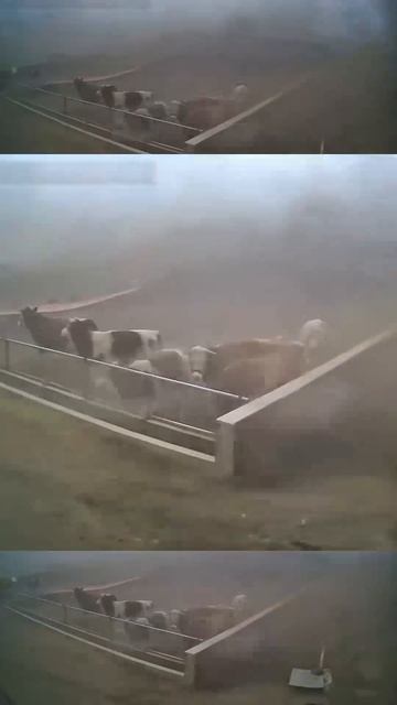 Коровы не пострадали.