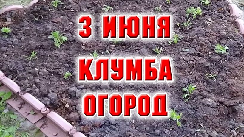 3 июня. Поработала в огороде и еще посадила цветы
