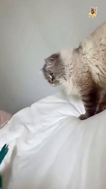 Попугаи троллят кошек!😻Веселые котики. Коты хулиганы! Невероятные трюки! #кот #хулиган #смех #short