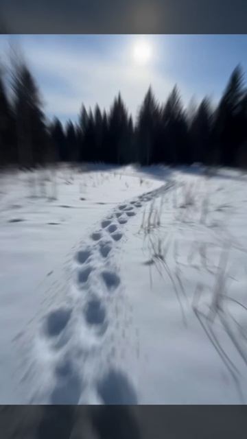 Эффект третьего человека