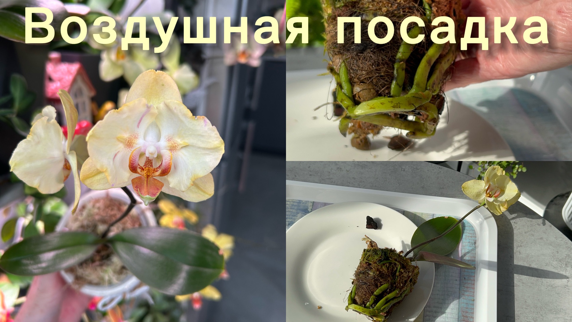 Обновление ГРУНТА у ОрХиДеИ ✅ Бережная ПЕРЕСАДКА #орхидеи смотреть онлайн