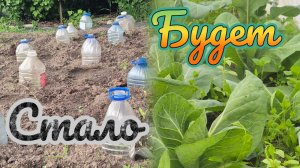 Кладу это в каждую  лунку  и килы на капусте не бывает. Результат 100%