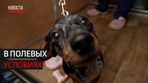 Вакцинация питомцев в парке Одинцова // 360 Одинцово