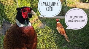 Выпустили Главного фазана из вольера, а он уже не главный. Показали Заму ГлавФазана зеркало