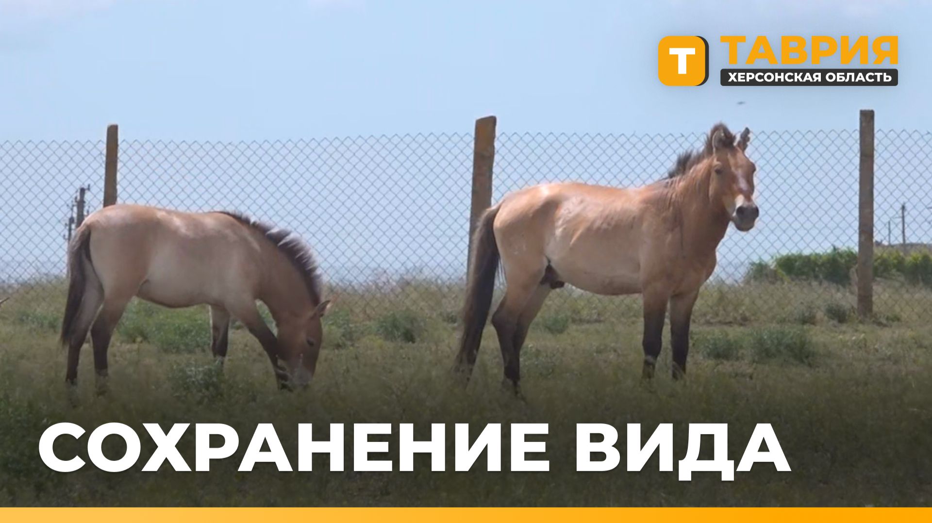В "Аскании-Нова" расширят условия для сохранения лошади Пржевальского