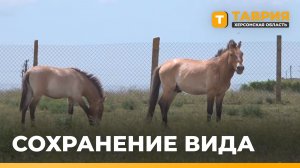 В «Аскании-Нова» расширят условия для сохранения лошади Пржевальского