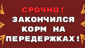 Их жизнь зависит от ВАС! Срочный сбор на корм...