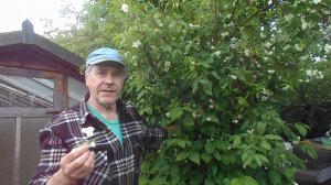 ДАЧА 02.06.26 БОРЕМСЯ С СОРНЯКАМИ,УДОБРЯЕМ ОГУРЦЫ И ДЫНИ
