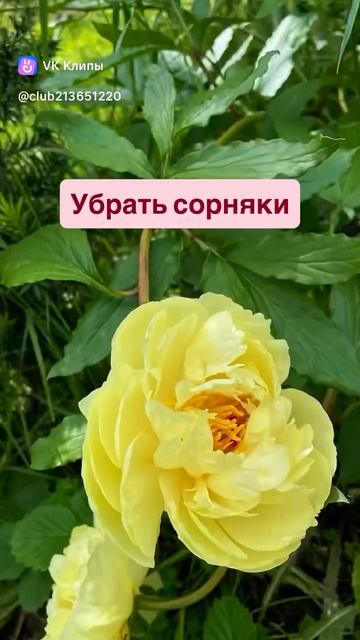 Благодарные растения