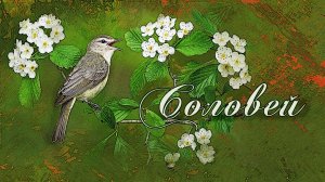 СОЛОВЕЙ