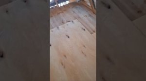 1000060821.mp4 (Собака наблюдает за укладкой пола из фанеры на 2-ом этаже в доме А-фрейм)