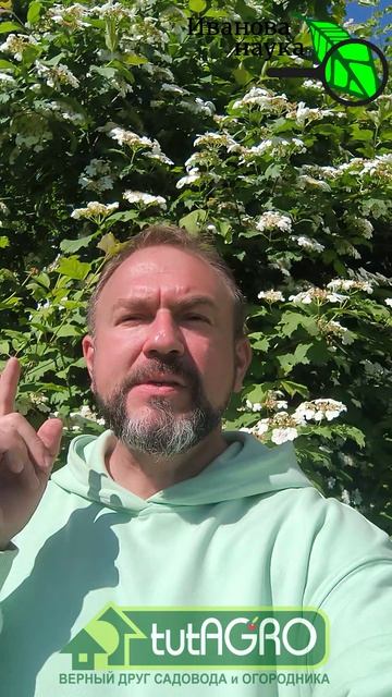 🐛 Тля ЧИХАТЬ ХОТЕЛА! Вся правда о бабушкиных методах против тли. Зеленая аптека не работает?