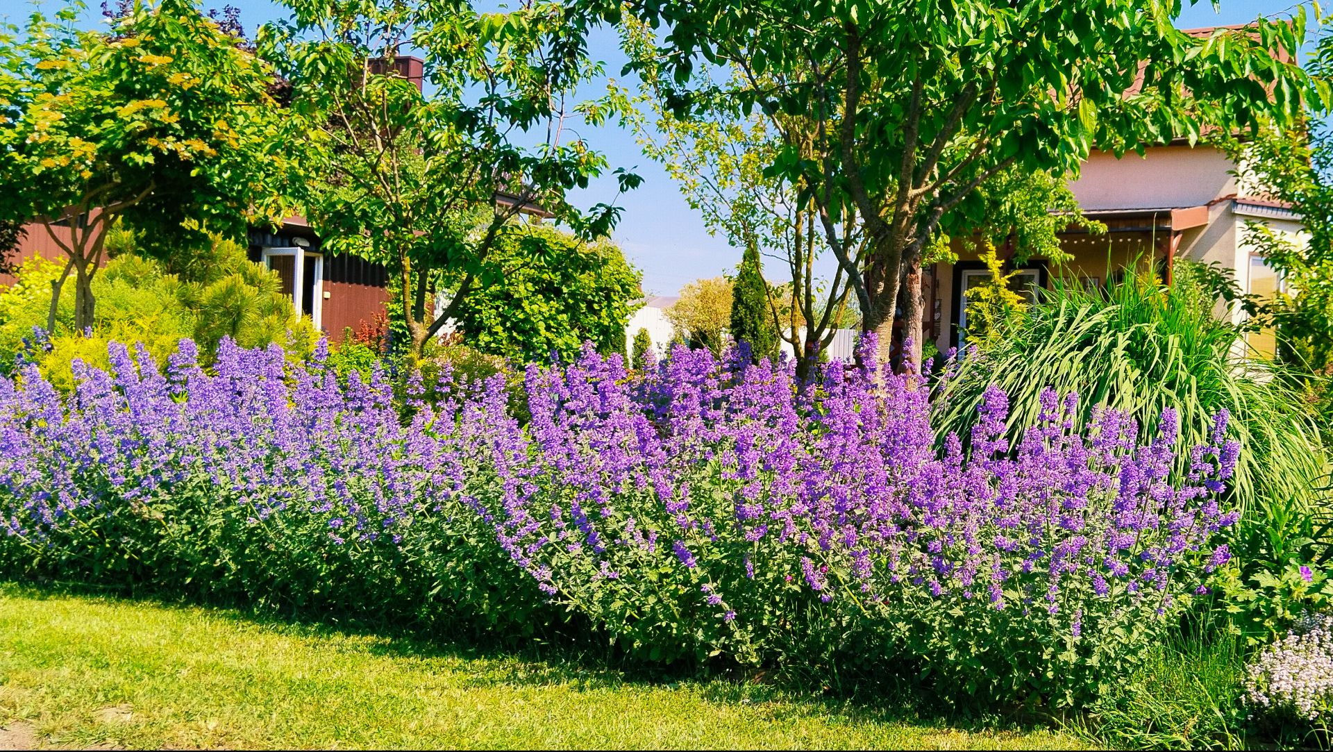 Сад 2025 Бюджетно и шикарно 🌸 Неприхотливые растения с прохладной свежестью