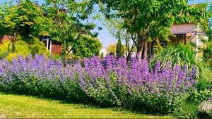 Сад 2025 Бюджетно и шикарно 🌸 Неприхотливые растения с прохладной свежестью