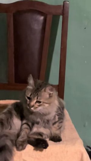 Для кошечек.