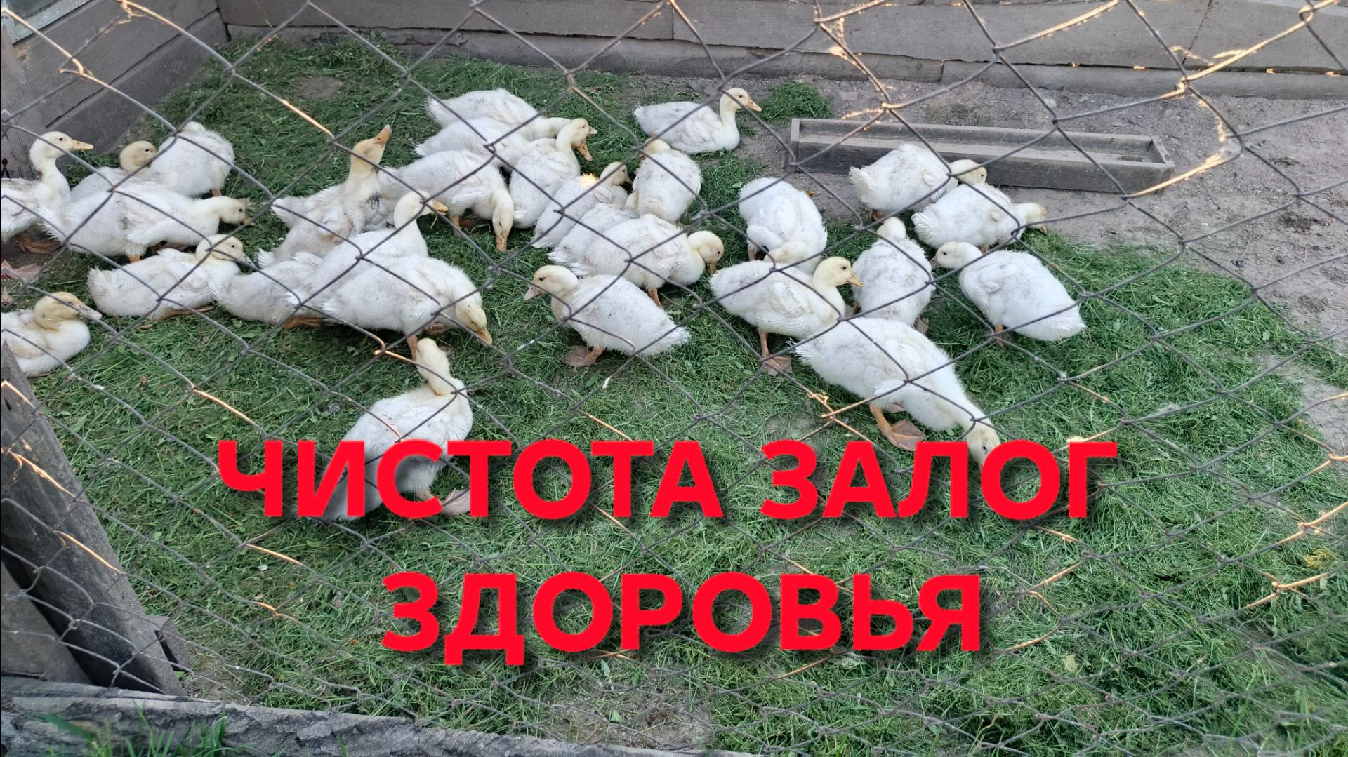 Главное правило содержания уток в домашних условиях