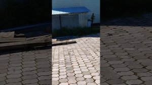 Подкормка винограда мастер 20-20-20 перед цветением