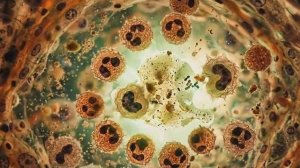 Комар.