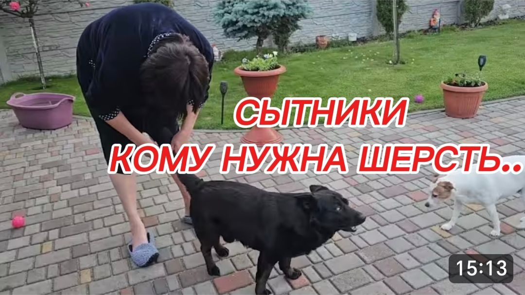 САМВЕЛ АДАМЯН, СЫТНИКИ, КОМУ НУЖНА ШЕРСТЬ.. смотреть онлайн