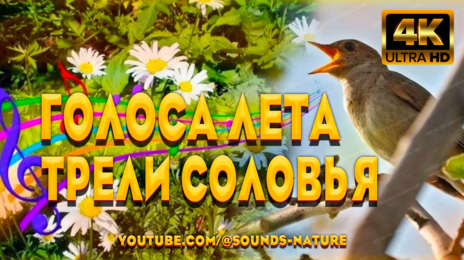 🌿Голоса Лета-Трели Соловья Уберут Тревогу И Улучшат Сон 🌜 Видео Природы 4K 📺 Звуки Природы ASMR✨ смотреть онлайн