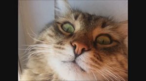 Кот Мишка