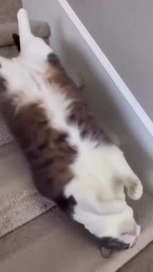 Прикол