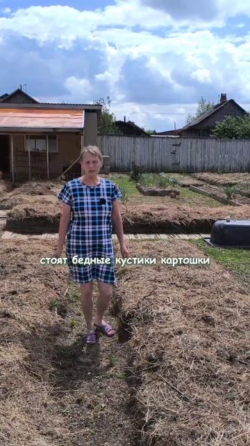Почему все лето жара, а картошка мелкая?
