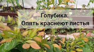 Голубика. Опять краснеют листья. Подкормка минеральным удобрением
