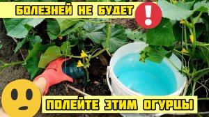 Полейте этим огурцы и ИЗБАВЬТЕСЬ ОТ ВСЕХ БОЛЕЗНЕЙ И ПОЖЕЛТЕНИЯ ЛИСТЬЕВ