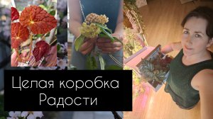 целая коробка радости