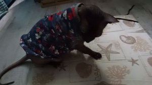 «НУ ИРИСА😻,УЙДИ УЖЕ С МОЕГО КОВРИКА!!»