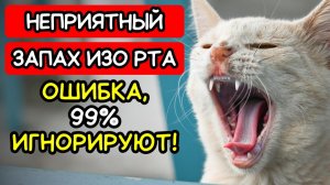 Если у вашего кота НЕПРИЯТНЫЙ ЗАПАХ ИЗО РТА — это может быть ОЧЕНЬ СЕРЬЁЗНО!