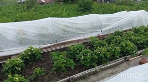 3 июня 2026 года.Жизнь в деревне.Высаживаю цветы.