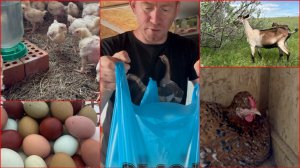 ПРОДАЛ ПОЧТИ ВСЕХ ПАСХАЛЬНЫХ КУР. БРОЙЛЕРЫ. ДРЕССИРОВАННЫЙ ПЕТУХ🐓