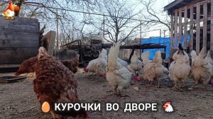 Забавные курочки несушки во дворе очень счастливы 🥚😂🐥 (15)
