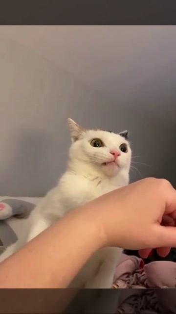Пристыдила кошку смотреть онлайн