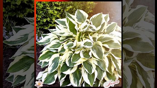Моя дача🌺💞🌺 смотреть онлайн