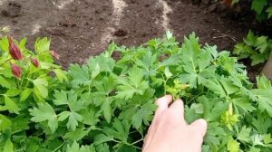 Деревня и без дождевиков- червячков?😊 Новые питомцы.Град прошёл.