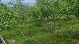 Знакомство с лучшим  плодовым садом Хакасии.