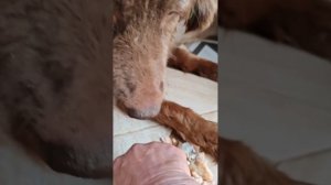 Завтрак Снежка и Шоколадки