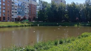 Чайки озерные на кормежке. СПБ