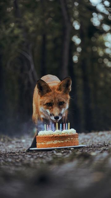 HAPPY_BIRTHDAY_FOX_SHORTS#short
