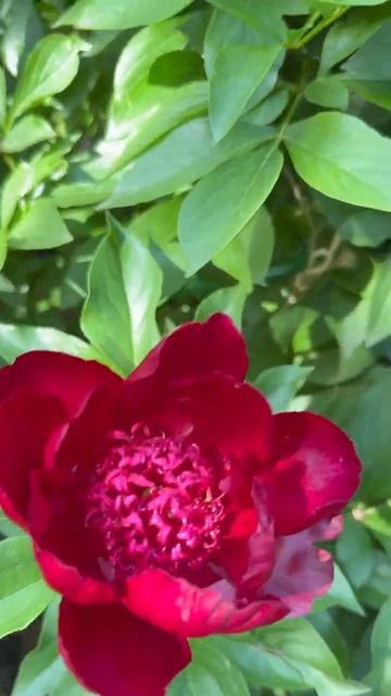 Пионы 3 июня🌺 уходящая роскошь 🌿 смотреть онлайн