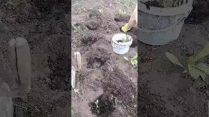 Сажаем капусту , окучиваем картошку