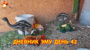 Дневник страусят Эму день 42