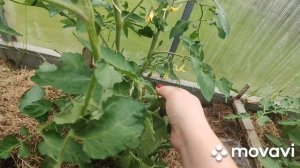 Томаты и огурцы на 28.05.2026