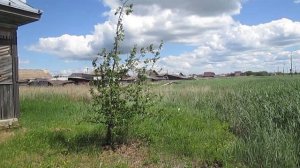 Дом у дороги  деревенская жизнь
