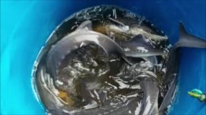Зарыбление осетром нижнего водоёма 100 кг. Клёвое место, Лосиный остров.