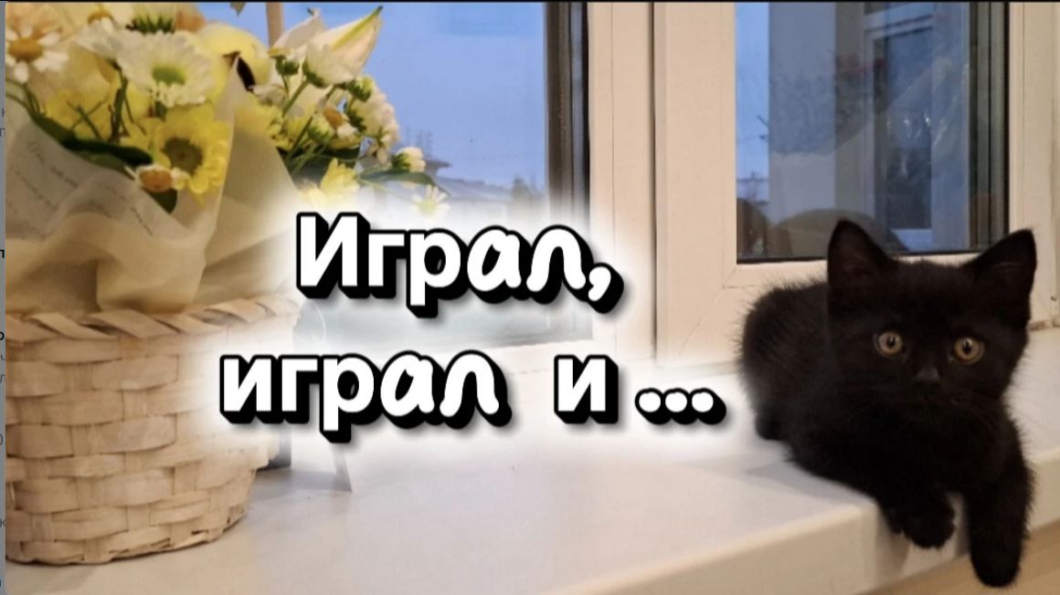 Котёнок Кузя играет с розовым шариком и вдруг БАХ! Реакция чёрного малыша на взрыв смотреть онлайн