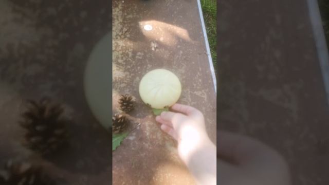 Сереал пельмешки смотреть онлайн